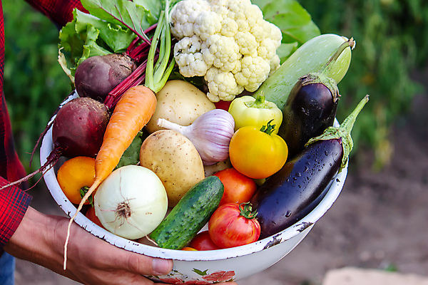 포토 JPG 해외이미지 식물 손 음식 백그라운드 잎 농업 토마토 채소 과일 자연 건강 사람 사람없음 야외 목재 빨간색 초록색 농작물 상자 농장 바구니 정원 당근 수확 성장 신선 잡기 시장 농부 수집 먹기 유기농 원예 양배추 날것 후추 내추럴 밭일 숙성 채식주의자 해외포토 나무 직업 웰빙 산업 컬러 재료 모션 뿌리채소 취미 신체부위 향신료 생태계 채식 파일형식 이미지허브