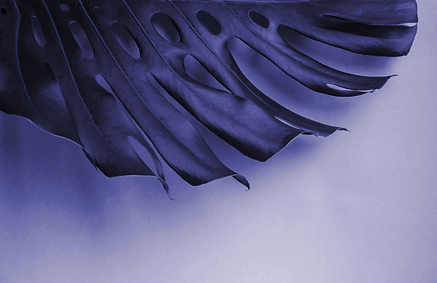 포토 JPG 해외이미지 식물 디자인 배너 종이 백그라운드 컨셉 잎 꽃무늬 패턴 자연 추상 아이디어 프레임 손바닥 미술 사람없음 장식 컬러풀 유행 보라색 침묵 활발 신용카드 자주색 제비꽃 질감 형광등 라일락 내추럴 고립 자외선 홀로그램 미니멀 해외포토 손 꽃 컬러 무늬 문화예술 전등 금융 소리 생태계 파일형식 이미지허브