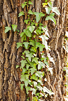 포토 JPG 해외이미지 나무 공원 잎 자연 새로움 풍경 사람없음 야외 목재 초록색 여름 빛 햇빛 환경 회색 숲 통나무 나무껍질 거인 내추럴 옛날 해외포토 식물 계절 공공시설 컬러 컨셉 재료 태양 껍질 생태계 파일형식 이미지허브