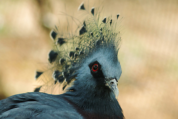 포토 JPG 해외이미지 동물 응시 시선 아시아 얼굴 야생동물 백그라운드 오렌지 포유류 자연 털 사람없음 뷰티 머리 검은색 고양이 줄무늬 분노 흰색 표현 호랑이 위험 큼 사파리 사냥 육식동물 사냥꾼 멸종 표범 공격적 시베리아 해외포토 직업 감정 나라 컬러 컨셉 무늬 과일 신체부위 반려동물 크기 생태계 파일형식 이미지허브