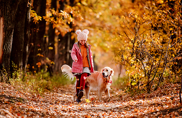 포토 JPG 해외이미지 주간 전신 한마리 여자 반려견 어린이 낙엽 함께함 한명 야외 앞모습 아웃포커스 반려동물 걷기 산책 골든리트리버 강아지 즐거움 숲길 소녀한명만 해외포토 자연요소 동물 1 감정 길 뷰포인트 컨셉 잎 모션 휴식 촬영기법 사람 개 리트리버 여자한명만 소녀만 파일형식 이미지허브
