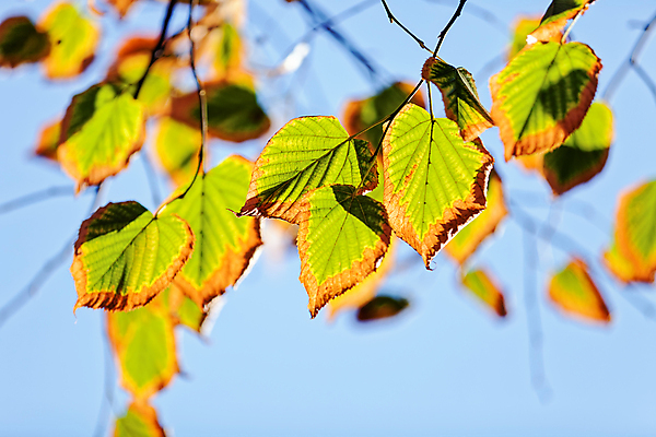 포토 JPG 해외이미지 나무 구름 계절 공원 여행 잎 오렌지 자연 하늘 산 풍경 초원 사람없음 야외 초록색 파란색 빛 햇빛 태양 노란색 환경 낭만 가을 황금 숲 속도 내추럴 전국 해외포토 자연요소 식물 공공시설 컬러 컨셉 과일 생태계 파일형식 이미지허브