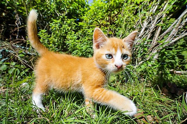 포토 JPG 해외이미지 주간 한마리 응시 새끼 사람없음 야외 걷기 귀여움 고양이 숲 길고양이 해외포토 자연요소 동물 1 시선 컨셉 포유류 모션 반려동물 파일형식 이미지허브