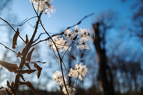포토 JPG 해외이미지 나무 식물 계절 꽃 백그라운드 잎 꽃무늬 자연 하늘 사람없음 야외 목재 파란색 햇빛 정원 봄 들꽃 벚꽃 흰색 나뭇가지 신선 개화 관목 내추럴 고립 해외포토 컬러 무늬 재료 태양 생태계 파일형식 이미지허브