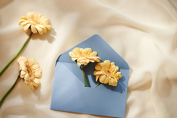 포토 JPG 해외이미지 꽃 편지봉투 실내 사람없음 오브젝트 거베라 베이지색배경 해외포토 식물 백그라운드 봉투 내부 편지 베이지색 파일형식 이미지허브