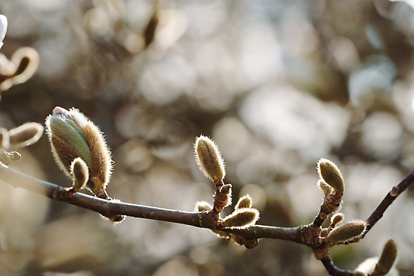 포토 JPG 해외이미지 나무 식물 배너 계절 공원 꽃잎 꽃 별 꽃무늬 자연 부활절 사람없음 야외 장식 빛 뷰티 머리 정원 맑음 봄 기쁨 벚꽃 흰색 신선 개화 우아함 원예 목련 내추럴 엘리먼트 해외포토 자연요소 공공시설 기념일 감정 컬러 컨셉 무늬 날씨 취미 신체부위 생태계 파일형식 이미지허브