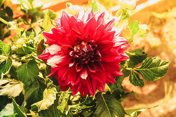 포토 JPG 해외이미지 식물 템플릿 디자인 꽃잎 꽃 백그라운드 잎 밭 오렌지 자연 불꽃 따뜻함 사람없음 장식 초록색 여름 빛 컬러풀 태양 뷰티 머리 정원 봄 가을 침대 신선 9월 달리아 원예 8월 10월 내추럴 해외포토 자연요소 계절 컬러 가구 농업 과일 불 취미 신체부위 날짜 생태계 파일형식 이미지허브