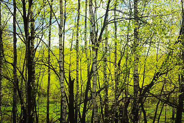 포토 JPG 해외이미지 나무 식물 계절 공원 야생동물 잎 패턴 자연 풍경 사람없음 야외 목재 초록색 여름 햇빛 뷰티 환경 검은색 봄 흰색 나뭇가지 시골 신선 숲 순수 러시아 장면 나무껍질 자작나무 러시아인 전국 해외포토 서양인 동물 공공시설 유럽 컬러 컨셉 무늬 재료 태양 껍질 생태계 파일형식 이미지허브
