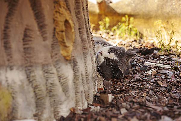 포토 JPG 해외이미지 주간 나무 한마리 사람없음 야외 눕기 귀여움 고양이 잠 길고양이 해외포토 자연요소 식물 1 컨셉 포유류 모션 반려동물 파일형식 이미지허브