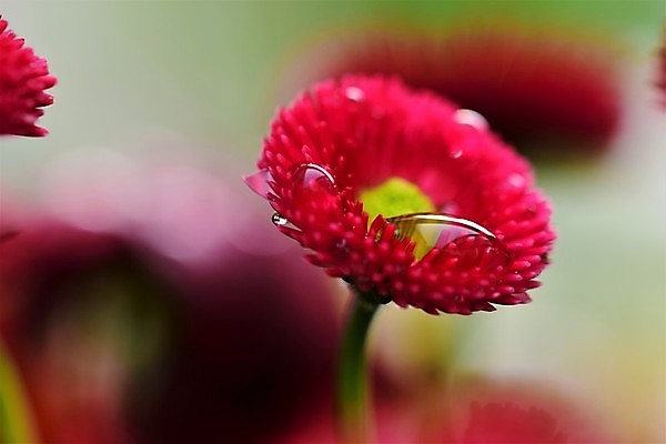 포토 JPG 해외이미지 계절 꽃잎 꽃 분홍색 백그라운드 자연 사람없음 야외 빨간색 초록색 물 뷰티 노란색 정원 봄 젖음 물방울 닫기 떨어짐 소프트포커스 데이지 해외포토 자연요소 식물 컬러 컨셉 모션 촬영기법 생태계 파일형식 이미지허브