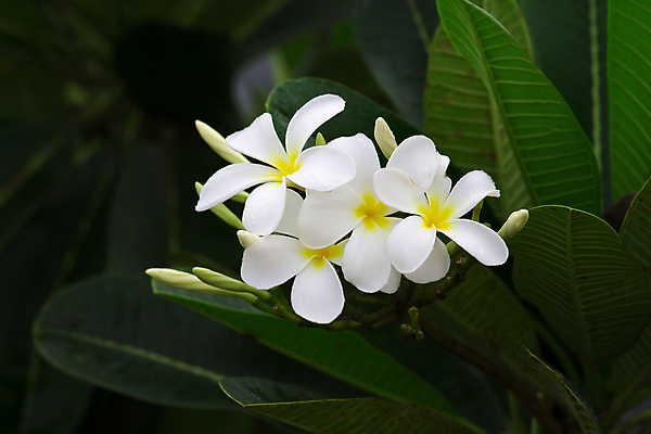 포토 JPG 해외이미지 나무 식물 꽃잎 꽃 백그라운드 잎 꽃무늬 자연 휴식 사람없음 장식 초록색 여름 뷰티 노란색 정원 스파 낭만 벚꽃 흰색 개화 향기 내추럴 해외포토 계절 컬러 컨셉 무늬 생태계 냄새 파일형식 이미지허브
