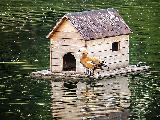 포토 JPG 해외이미지 나무 동물 전통 공원 문화 호수 야생동물 음식 파도 바다 여행 백그라운드 날개 자연 조류 표면 거리 주택 오리 사람 사람없음 야외 초록색 물 여름 파란색 강 뷰티 반사 갈색 검은색 회색 흰색 연못 도시 깃털 비둘기 부리 백조 물새 청둥오리 내추럴 해외포토 자연요소 식물 계절 공공시설 컬러 건물 생태계 파일형식 이미지허브