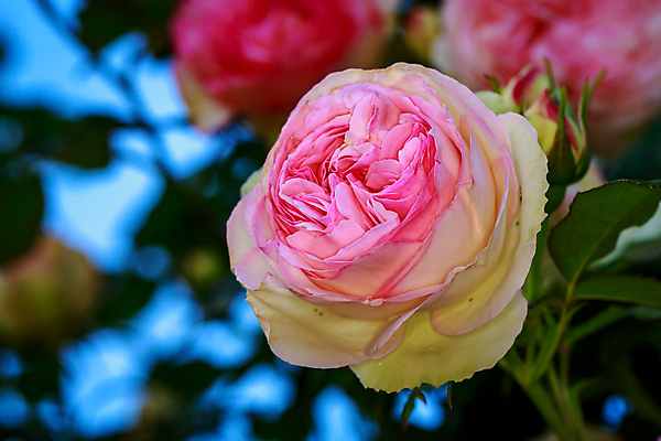 포토 JPG 해외이미지 꽃 산업 농업 자연 사람없음 야외 가로 컬러풀 한개 장미 봄 닫기 원예 카피스페이스 해외포토 식물 1 계절 컬러 모션 취미 공백 생태계 파일형식 이미지허브