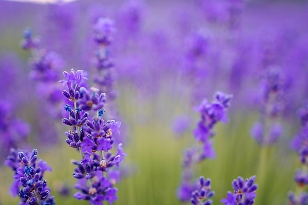 포토 JPG 해외이미지 식물 구름 계절 꽃 유럽 선 백그라운드 밭 농업 자연 하늘 풍경 사람없음 야외 초록색 여름 파란색 컬러풀 뷰티 약 농장 보라색 황혼 프랑스 시골 개화 저녁 허브 제비꽃 그림 향기 아로마 라벤더 내추럴 프랑스어 줄서기 프로방스 수평선 해외포토 자연요소 문자 나라 산업 컬러 의학 모션 일몰 야간 생태계 냄새 파일형식 이미지허브