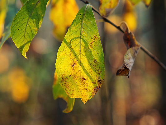 포토 JPG 해외이미지 백그라운드 잎 자연 나뭇잎 근접촬영 사람없음 야외 아웃포커스 나뭇가지 해외포토 나무 식물 뷰포인트 촬영기법 생태계 파일형식 이미지허브