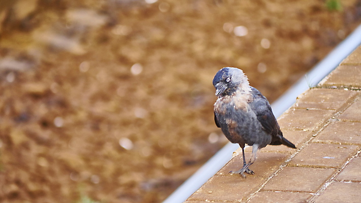 포토 JPG 해외이미지 나무 동물 1 여자 야생동물 백그라운드 날개 자연 조류 동물원 사람없음 야외 옆모습 파란색 반려동물 갈색 노란색 검은색 회색 흰색 나뭇가지 은색 작음 깃털 부리 앵무새 계산서 내추럴 고립 혼자 유일 해외포토 식물 뷰포인트 컬러 사람 크기 생태계 파일형식 이미지허브