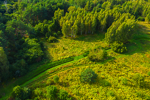 포토 JPG 해외이미지 나무 길 자연 사람없음 초록색 숲 항공촬영 해외포토 식물 뷰포인트 컬러 생태계 파일형식 이미지허브