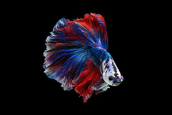 포토 JPG 해외이미지 한마리 검은배경 어류 사람없음 베타 해외포토 1 백그라운드 검은색 수중동물 파일형식 이미지허브