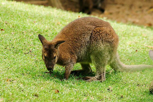 포토 JPG 해외이미지 나무 동물 척추동물 한마리 공원 야생동물 여행 백그라운드 포유류 자연 털 동물원 풍경 잔디 사람없음 야외 치료 가로 초록색 물 여름 관광지 컬러풀 농장 갈색 머리 정원 맑음 젖음 프랑스 가을 호주 숲 큼 꼬리 2015년 캥거루 내추럴 명승지 초식 해외포토 자연요소 식물 1 계절 공공시설 유럽 컬러 농업 의학 날씨 신체부위 오세아니아 크기 연도 생태계 파일형식 이미지허브