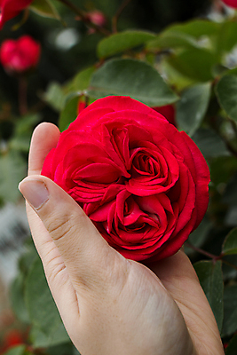 포토 JPG 해외이미지 손 꽃 자연 들기 근접촬영 야외 신체부위 빨간색 장미 해외포토 식물 뷰포인트 컬러 모션 사람 생태계 파일형식 이미지허브