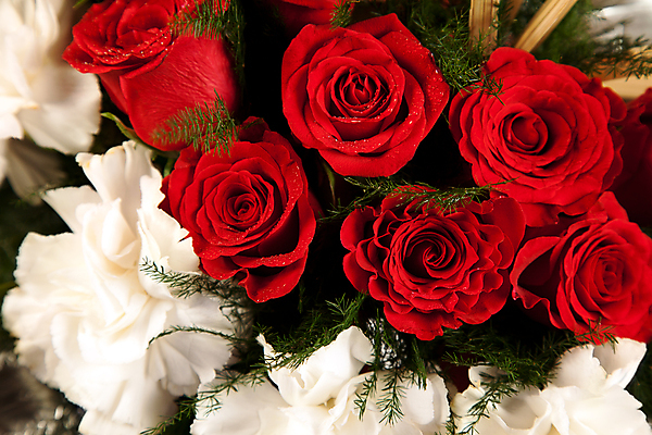 포토 JPG 해외이미지 꽃 꽃다발 자연 근접촬영 사람없음 빨간색 장미 해외포토 식물 뷰포인트 컬러 생태계 파일형식 이미지허브