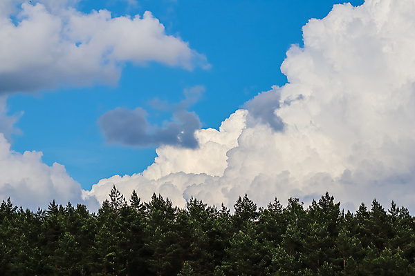 포토 JPG 해외이미지 나무 백그라운드 컨셉 패턴 자연 하늘 날씨 추상 휴가 사람없음 야외 파란색 빛 햇빛 평화 우주 환경 봄 자유 흰색 물방울 신선 소나무 분위기 숲 순수 천국 솜털 산소 내추럴 오존 해외포토 식물 계절 컬러 무늬 태양 원소 생태계 파일형식 이미지허브