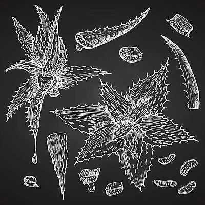 EPS 해외이미지 식물 디자인 백그라운드 잎 일러스트 포장 자연 선인장 잉크 건강 미술 물 세트 칠판 스파 어둠 화장품 수확 흰색 신선 떨어짐 상품 스케치 약국 수집 허브 피부 피부관리 분필 유기농 복고 손그림 조제 내추럴 고립 알로에 옛날 해외일러스트 자연요소 웰빙 컬러 컨셉 농업 의학 문화예술 신체부위 뷰티 약 초크 생태계 만들기 파일형식 벡터 이미지허브