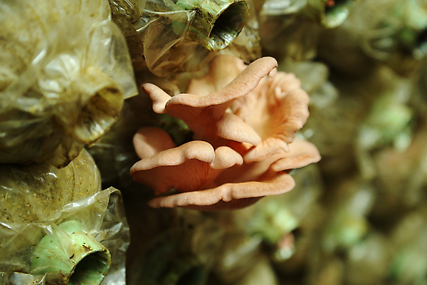 포토 JPG 해외이미지 식물 음식 줄기 분홍색 백그라운드 농업 채소 재료 자연 건강 요리 사람없음 농작물 뷰티 농장 버섯 굴 흰색 신선 먹기 유기농 생물학 날것 내추럴 곰팡이 식용 해외포토 웰빙 교육 산업 컬러 모션 어패류 생태계 파일형식 이미지허브