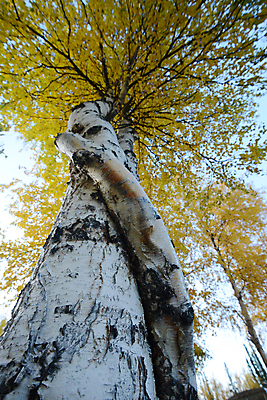 포토 JPG 해외이미지 나무 계절 공원 잎 곡선 오렌지 포옹 자연 숙이기 풍경 사람없음 노란색 가을 황금 숲 알래스카 해외포토 식물 공공시설 선 컬러 포즈 과일 안기 미국 생태계 파일형식 이미지허브