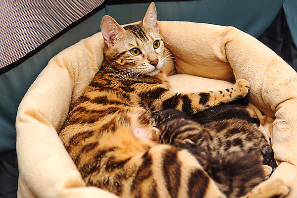 포토 JPG 해외이미지 동물 얼굴 어린이 포유류 엄마 휴식 짧은머리 수염 주택 털 동양인 사람없음 반려동물 노란색 고양이 우유 아기 신생아 점 황금 작음 가슴 먹기 간호 솜털 표범 돌봄 수유 유래 해외포토 헤어스타일 컬러 컨셉 가족 모션 유제품 사람 인종 건물 신체부위 크기 파일형식 이미지허브