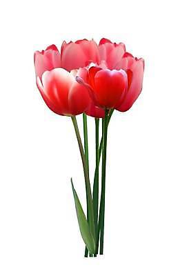 EPS 해외이미지 식물 디자인 꽃잎 꽃 선 꽃다발 백그라운드 잎 꽃무늬 일러스트 자연 엄마 부활절 미술 경사 그래픽 초록색 빛 정원 침묵 봄 튤립 벚꽃 흰색 신선 신용카드 투명 우아함 다발 그림 엽서 초대 망사 내추럴 엘리먼트 취급주의 국경 해외일러스트 계절 기념일 컬러 컨셉 무늬 가족 문화예술 경고 금융 소리 직물 편지 생태계 파일형식 벡터 이미지허브