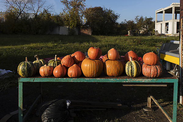 포토 JPG 해외이미지 식물 계절 음식 농업 채소 재료 부분 자연 호박 휴가 종류 사람없음 야외 장식 농작물 울타리 농장 세일 마을 정원 할로윈 수확 가을 시골 신선 시장 9월 유기농 러시아 박 10월 내추럴 러시아인 많음 해외포토 서양인 웰빙 유럽 산업 컨셉 담장 날짜 생태계 파일형식 이미지허브