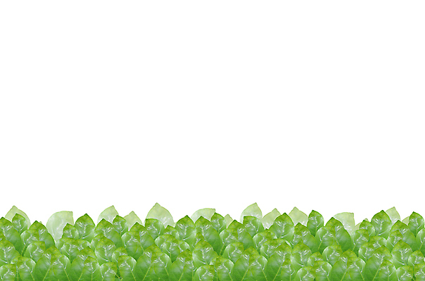 포토 JPG 해외이미지 나무 식물 계절 공원 문화 백그라운드 잎 자연 추상 불꽃 새로움 사람없음 야외 초록색 햇빛 뷰티 환경 정원 성장 나뭇가지 신선 숲 유기농 내추럴 해외포토 웰빙 공공시설 컬러 컨셉 무늬 불 태양 생태계 파일형식 이미지허브