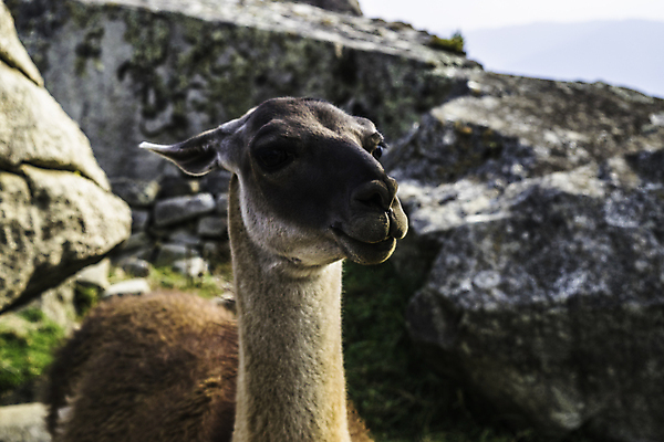 포토 JPG 해외이미지 동물 전통 여행 농업 포유류 자국 자연 하늘 산 동물원 경고 사람없음 건물 파란색 농작물 태양 계곡 미국 흰색 시골 도시 실 엽서 남쪽 양모 기르기 알파카 잉카 파멸 페루 해외포토 자연요소 건축물 산업 컬러 컨셉 북아메리카 직물 남아메리카 편지 방향 생태계 돌봄 파일형식 소멸 이미지허브