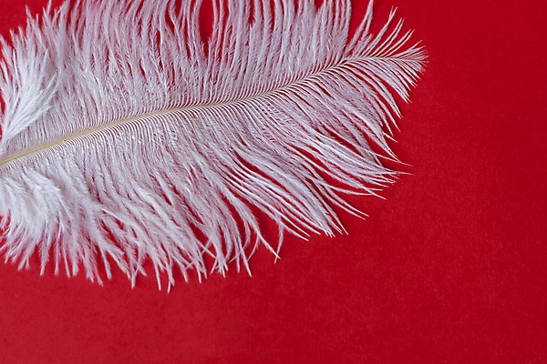 포토 JPG 해외이미지 모양 디자인 컨셉 날개 자연 사람없음 내부 장식 흰색 큼 천 내추럴 엘리먼트 스타일 해외포토 컬러 직물 크기 생태계 파일형식 이미지허브