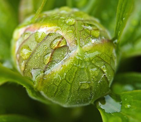 포토 JPG 해외이미지 주간 잎 근접촬영 사람없음 야외 아웃포커스 젖음 빗방울 꽃봉오리 작약 해외포토 자연요소 식물 꽃 뷰포인트 촬영기법 비_날씨 파일형식 이미지허브