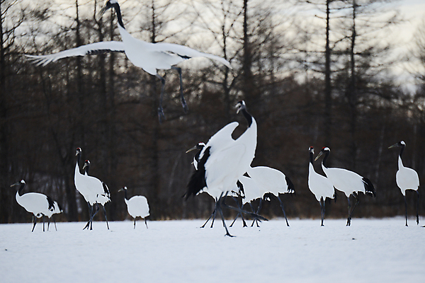 포토 JPG 해외이미지 동물 커플 계절 아시아 야생동물 겨울 자연 조류 왕관 사랑 사람없음 빨간색 일본 검은색 추위 흰색 춤 보호 기중기 홋카이도 해외포토 감정 나라 컬러 컨셉 관계 문화예술 중장비 생태계 파일형식 이미지허브