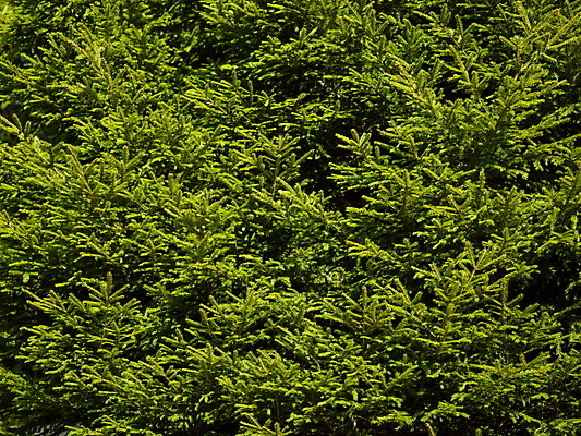 포토 JPG 해외이미지 백그라운드 자연 나뭇잎 사람없음 초록색 카피스페이스 해외포토 컬러 잎 공백 생태계 파일형식 이미지허브