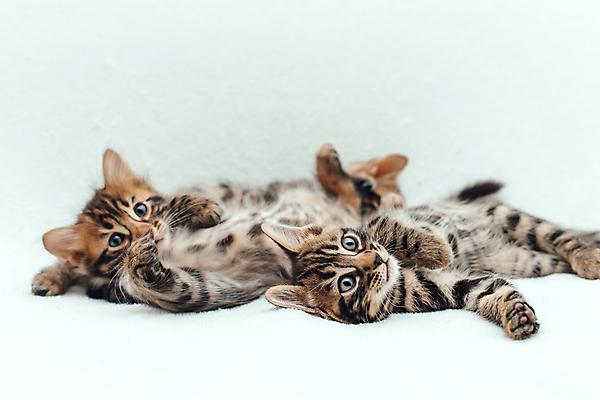 포토 JPG 해외이미지 동물 백그라운드 장난 포유류 자연 놀이 수염 주택 털 실내 동양인 사람없음 반려동물 뷰티 고양이 줄무늬 흰색 점 작음 담요 모피 호기심 부드러움 숯 솜털 불만 해외포토 감정 컬러 컨셉 무늬 인종 내부 건물 감각 크기 생태계 파일형식 이미지허브