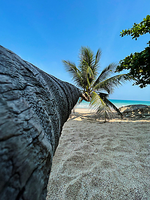 포토 JPG 해외이미지 나무 모래 바다 섬 여행 백그라운드 자연 벽지 하늘 휴가 휴식 손바닥 풍경 사람없음 야외 초록색 물 여름 파란색 태양 뷰티 여행객 평화 맑음 코코넛 내추럴 이국적 파라다이스 해외포토 자연요소 식물 손 계절 컬러 컨셉 과일 날씨 사람 생태계 파일형식 이미지허브