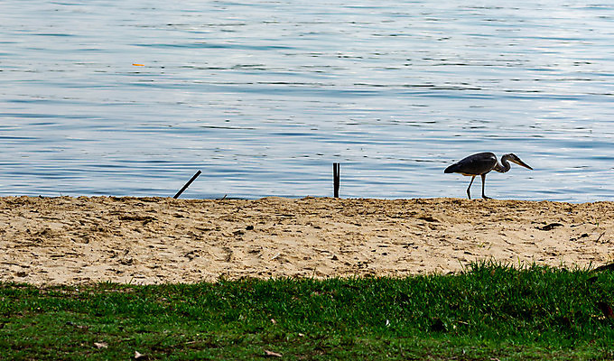포토 JPG 해외이미지 동물 1 야생동물 모래 파도 바다 섬 백그라운드 날개 자연 조류 하늘 서기 풍경 사람없음 야외 물 파란색 햇빛 평화 환경 침묵 회색 흰색 황무지 보호 큼 왜가리 사파리 깃털 싱글 부리 목 서식지 남쪽 내추럴 동물상 혼자 해외포토 자연요소 컬러 컨셉 모션 신체부위 태양 조형물 소리 크기 방향 생태계 파일형식 이미지허브