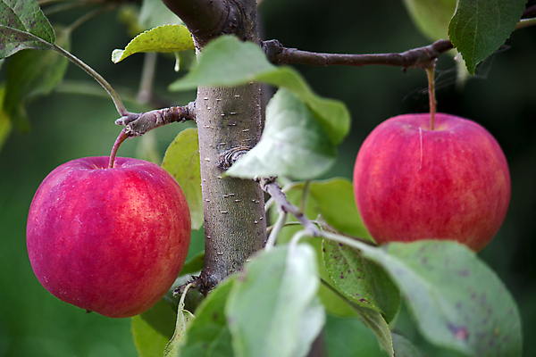 포토 JPG 해외이미지 나무 식물 자연 사람없음 야외 빨간색 정원 수확 나뭇가지 달콤 사과 그림 숙성 맛있는 해외포토 컬러 농업 과일 맛 생태계 파일형식 이미지허브