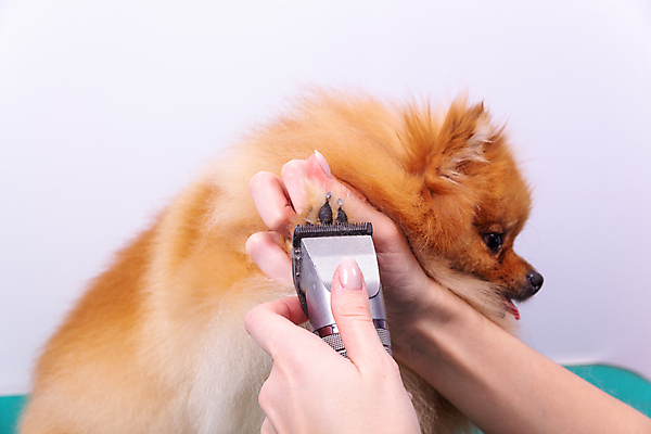 포토 JPG 해외이미지 한마리 손 실내 들기 신체부위 반려동물 귀여움 잡기 개발바닥 다듬기 바리깡 애견미용 애견미용사 포메라니안 해외포토 동물 1 컨셉 모션 사람 내부 뷰티 개 미용사 발바닥 파일형식 이미지허브