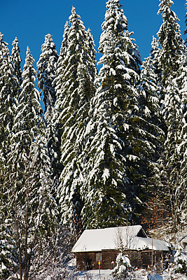 포토 JPG 해외이미지 주간 나무 겨울 주택 사람없음 야외 눈 오두막 나무집 겨울풍경 눈덮임 해외포토 자연요소 식물 계절 컨셉 날씨 풍경 건물 파일형식 이미지허브