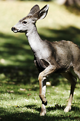 포토 JPG 해외이미지 동물 야생동물 포유류 수염 털 사람없음 초록색 갈색 흰색 귀 숨김 아기사슴 암사슴 해외포토 새끼 컬러 컨셉 사슴 신체부위 암컷 파일형식 이미지허브