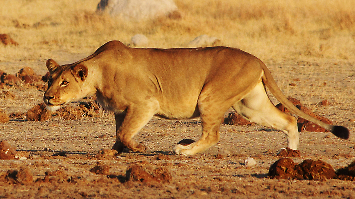 포토 JPG 해외이미지 동물 여행 조류 사람없음 여행객 보츠와나 해외포토 사람 파일형식 이미지허브