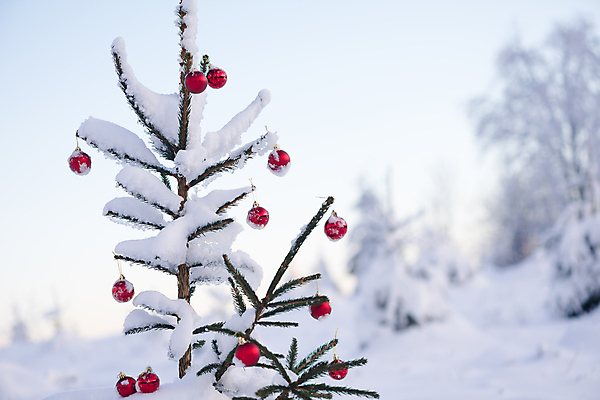 포토 JPG 해외이미지 주간 잎 크리스마스 겨울 크리스마스용품 사람없음 야외 아웃포커스 눈 오너먼트 겨울풍경 해외포토 자연요소 식물 계절 기념일 크리스마스장식 날씨 촬영기법 풍경 용품 파일형식 이미지허브