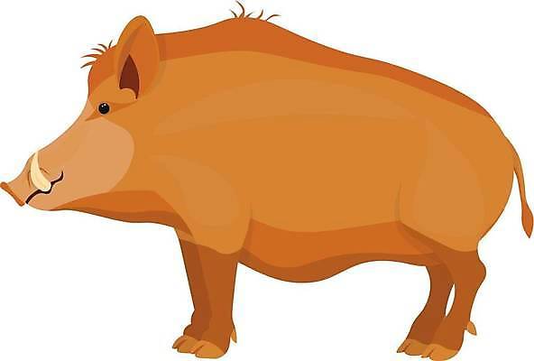 JPG 해외이미지 일러스트 사람없음 귀여움 주황색 멧돼지 해외일러스트 컬러 컨셉 포유류 파일형식 이미지허브