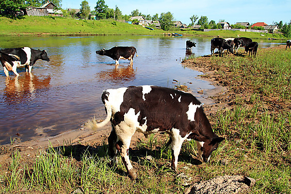포토 JPG 해외이미지 동물 척추동물 1 응시 농업 포유류 자연 새로움 육류 서기 초원 사람없음 야외 초록색 컬러풀 햇빛 검은색 가축 목장 흰색 시골 소 유머 시장 볏짚 군중 방목 어깨 호기심 황소 정사각형 슛 장면 숨김 송아지 거짓말 천진난만 귀리 해외포토 도형 시선 감정 산업 새끼 컬러 컨셉 식재료 모션 곡류 사람 신체부위 태양 짚 축산업 생태계 파일형식 이미지허브