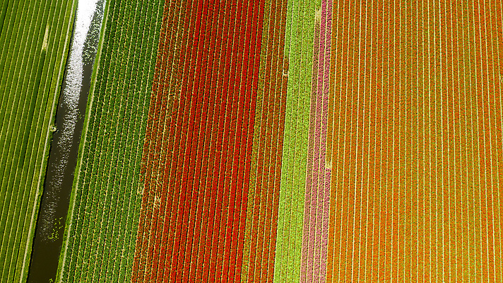 포토 JPG 해외이미지 식물 꽃 백그라운드 꽃무늬 농업 오렌지 봄꽃 전구 자연 안테나 사람없음 빨간색 초록색 컬러풀 노란색 정원 보라색 봄 튤립 벚꽃 시골 보트 네덜란드 운하 드론 해외포토 계절 유럽 산업 컬러 무늬 배_교통 과일 통신 생태계 파일형식 이미지허브